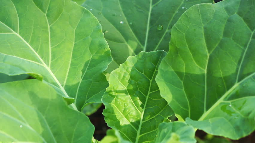 sukuma wiki botanical name